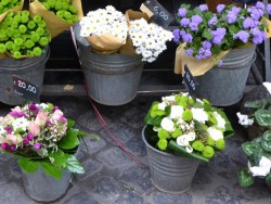 Fiorista Donati Nevia