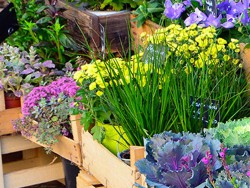 MI.NA. FIORI di Bertaccini Milena